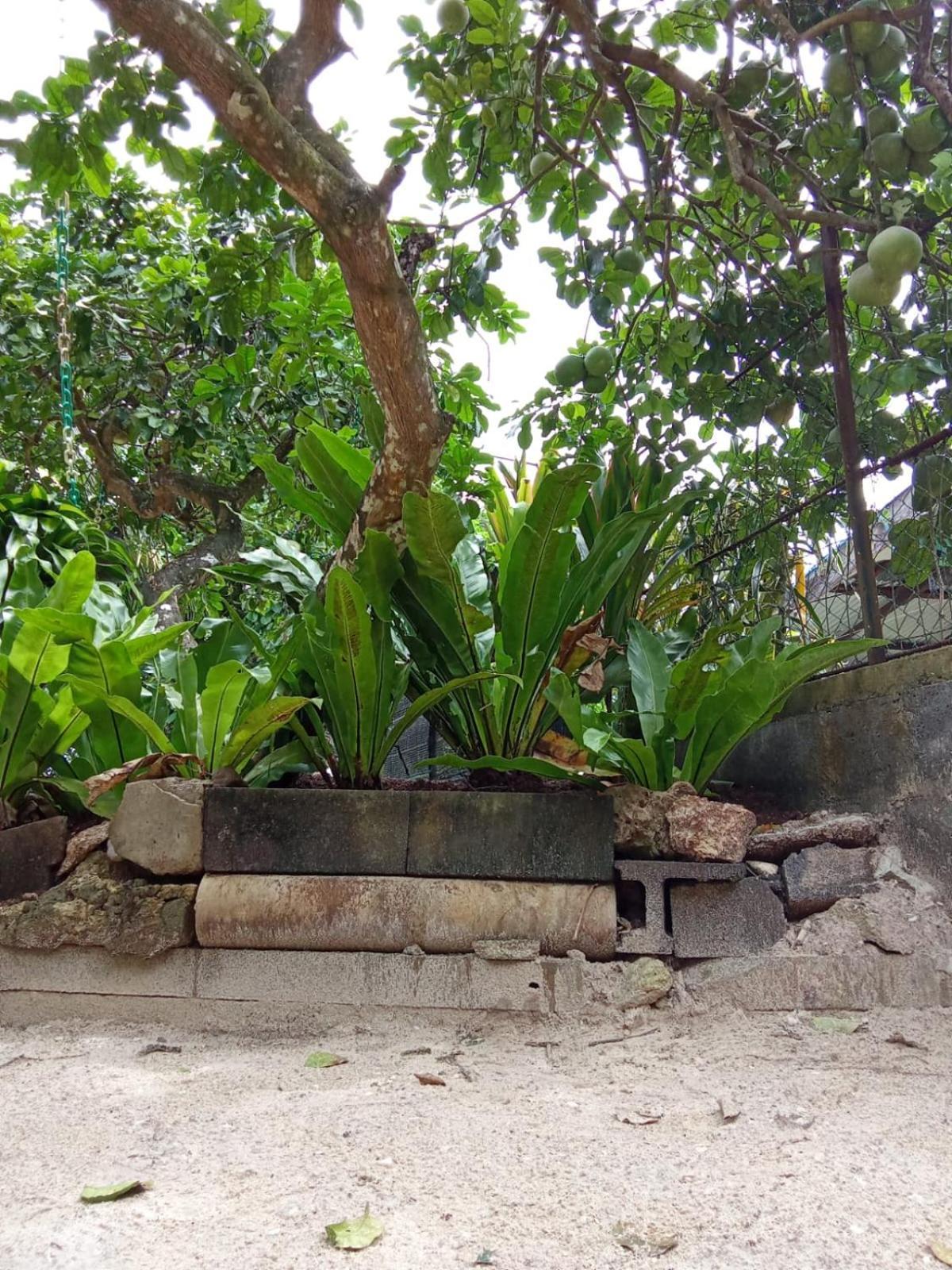 Ravehei Smile Relais 3 Huahine Hostel Haapu Exterior photo